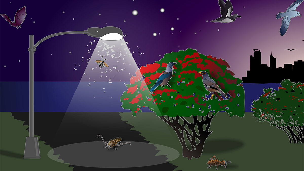 راهکارهای کاهش آلودگی نوری در محیط زندگی