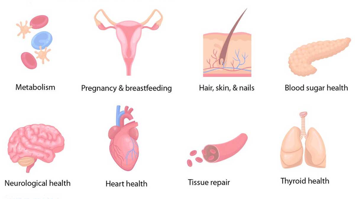 بیوتین چیست و چگونه در بدن عمل می‌کند؟