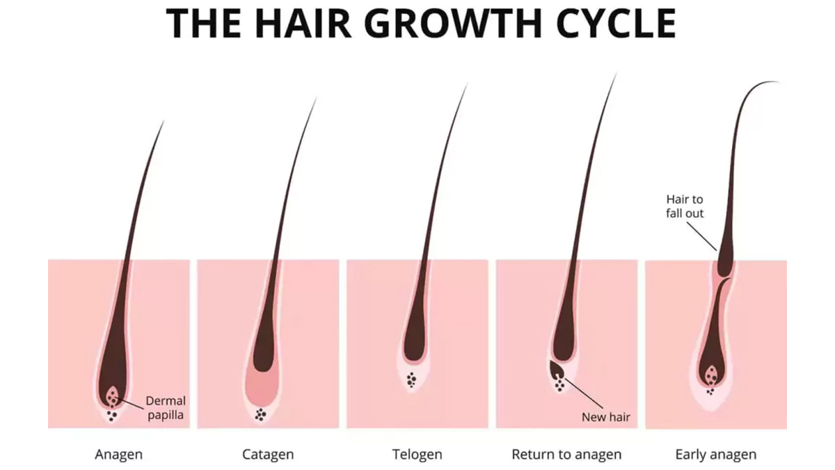 روش‌های تقویت و پیشگیری از ضعیف شدن فولیکول مو