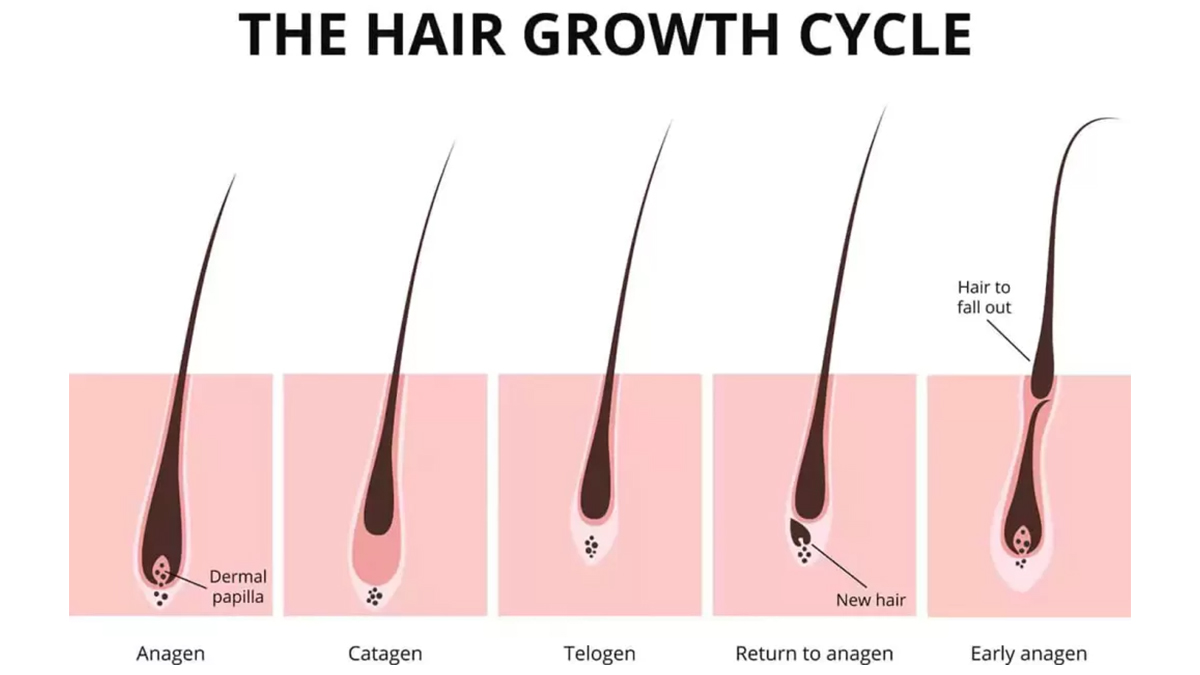 فولیکول مو چیست؟ ساختار و عملکرد آن