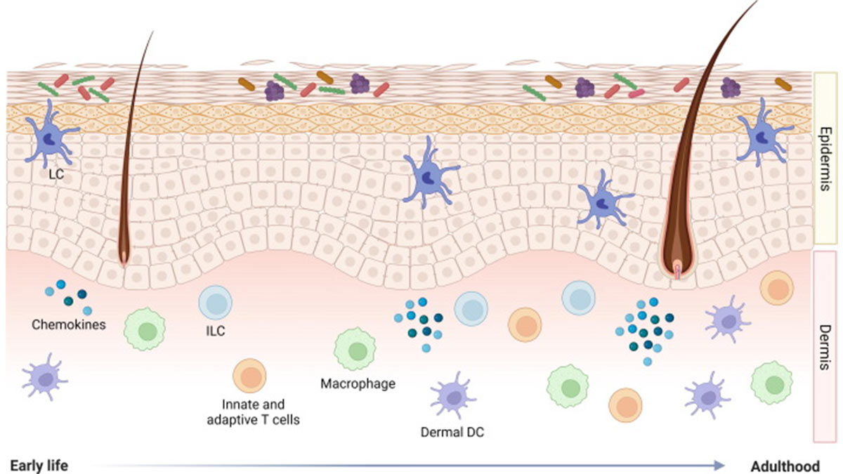 سد دفاعی پوست چیست و چرا مهم است؟